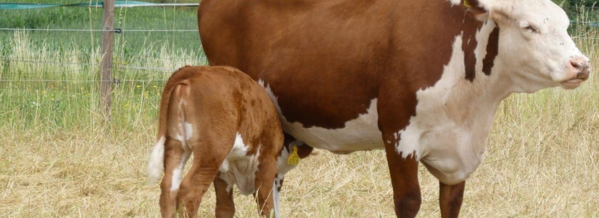 prisvich-farma-u-svateho-jakuba15