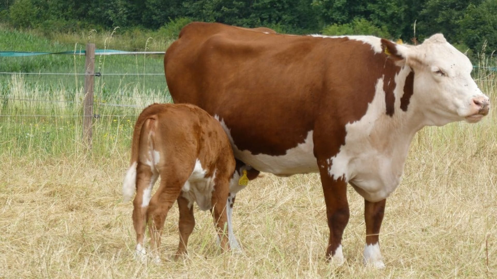 prisvich-farma-u-svateho-jakuba15