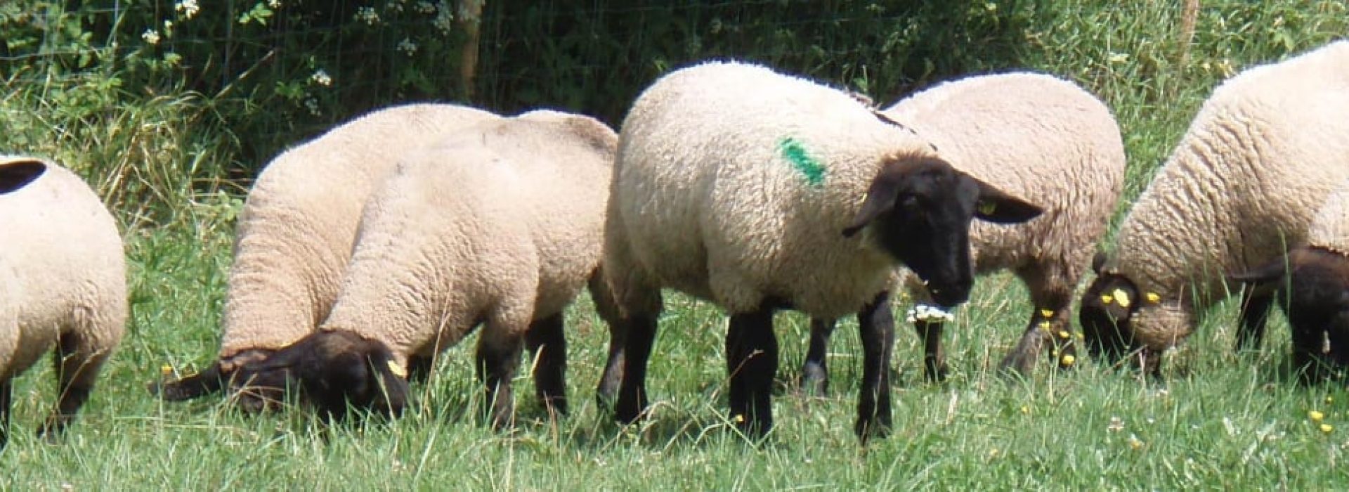 prisvich-farma-u-svateho-jakuba17