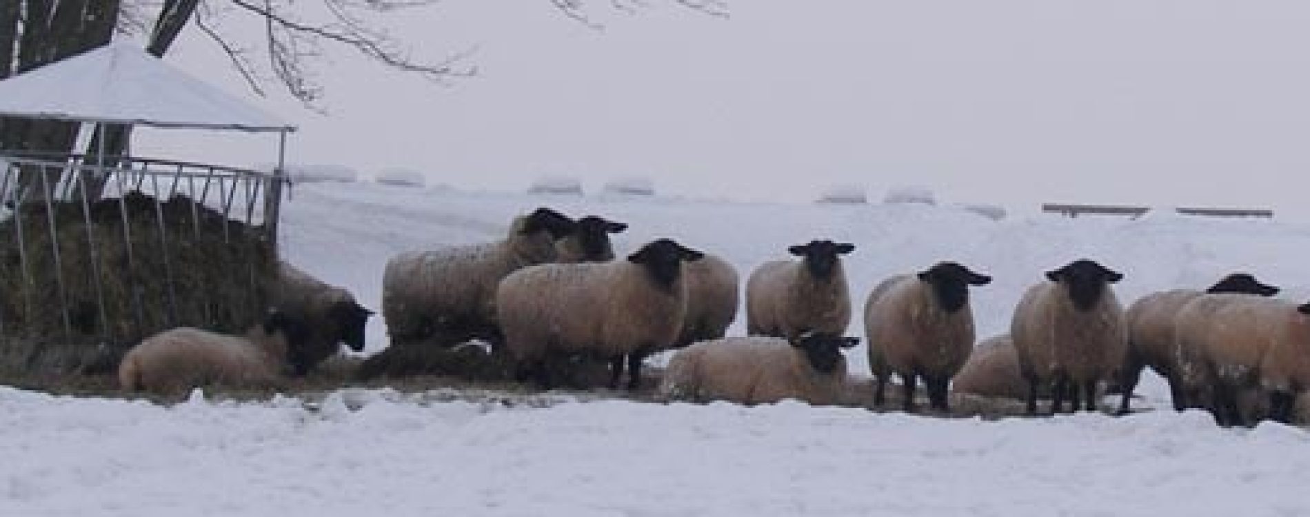 prisvich-farma-u-svateho-jakuba18