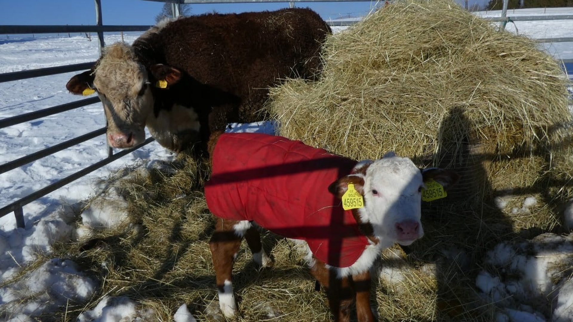 prisvich-farma-u-svateho-jakuba6